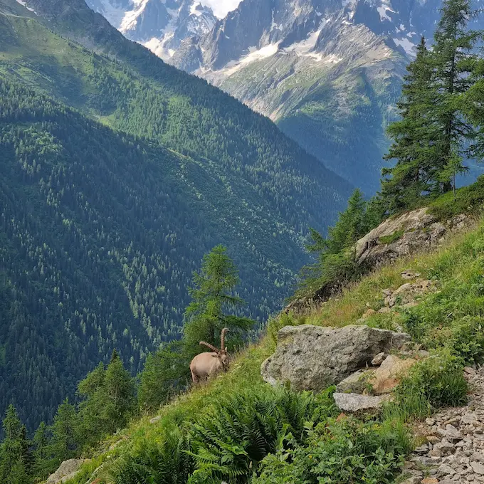 Bouquetin sur le TMB