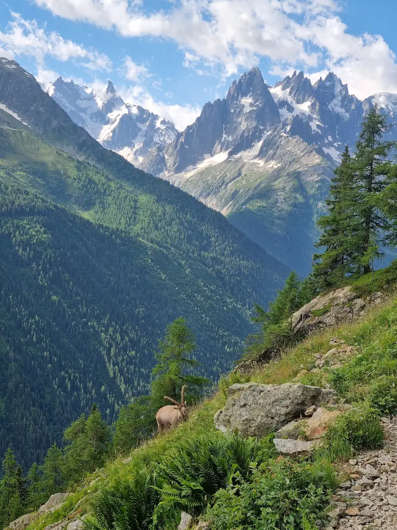 Panorama du Tour du Mont Blanc avec bouquetin et paysage alpin