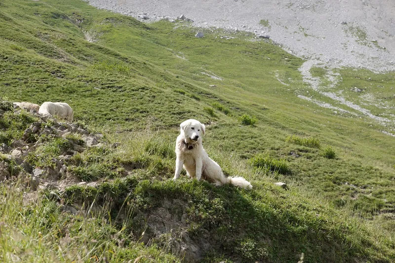 Patous et chiens de protection en montagne