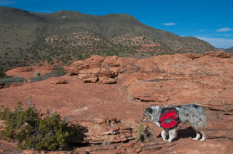 Randonnée avec son chien en montagne