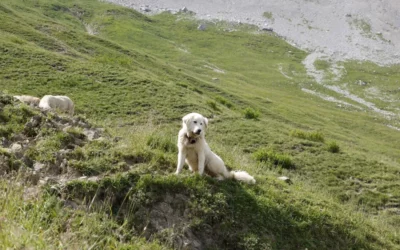 Les Patous : Comment se comporter face à ces chiens de protection en montagne ?