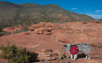 Le Guide complet pour réussir sa randonnée avec son chien